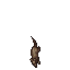 Rat